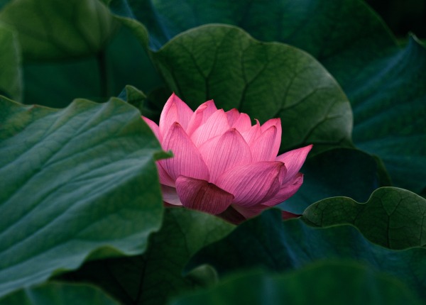 Eine Lotusblüte zwischen grünen Blättern